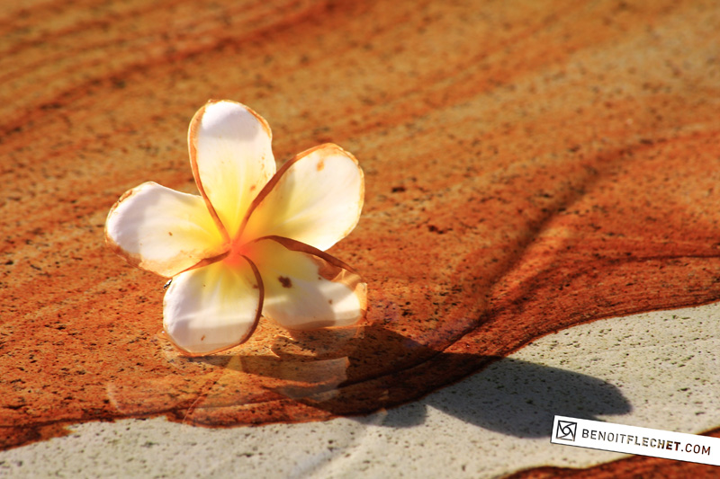 frangipanier flower